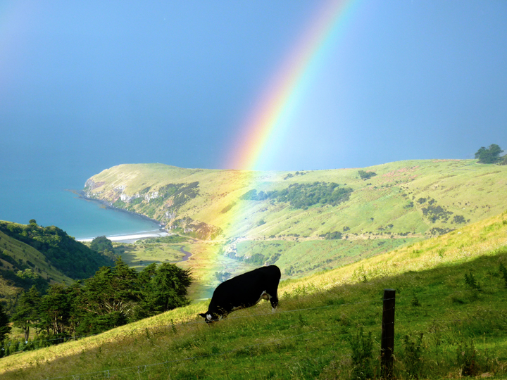 Rainbow lands on cow